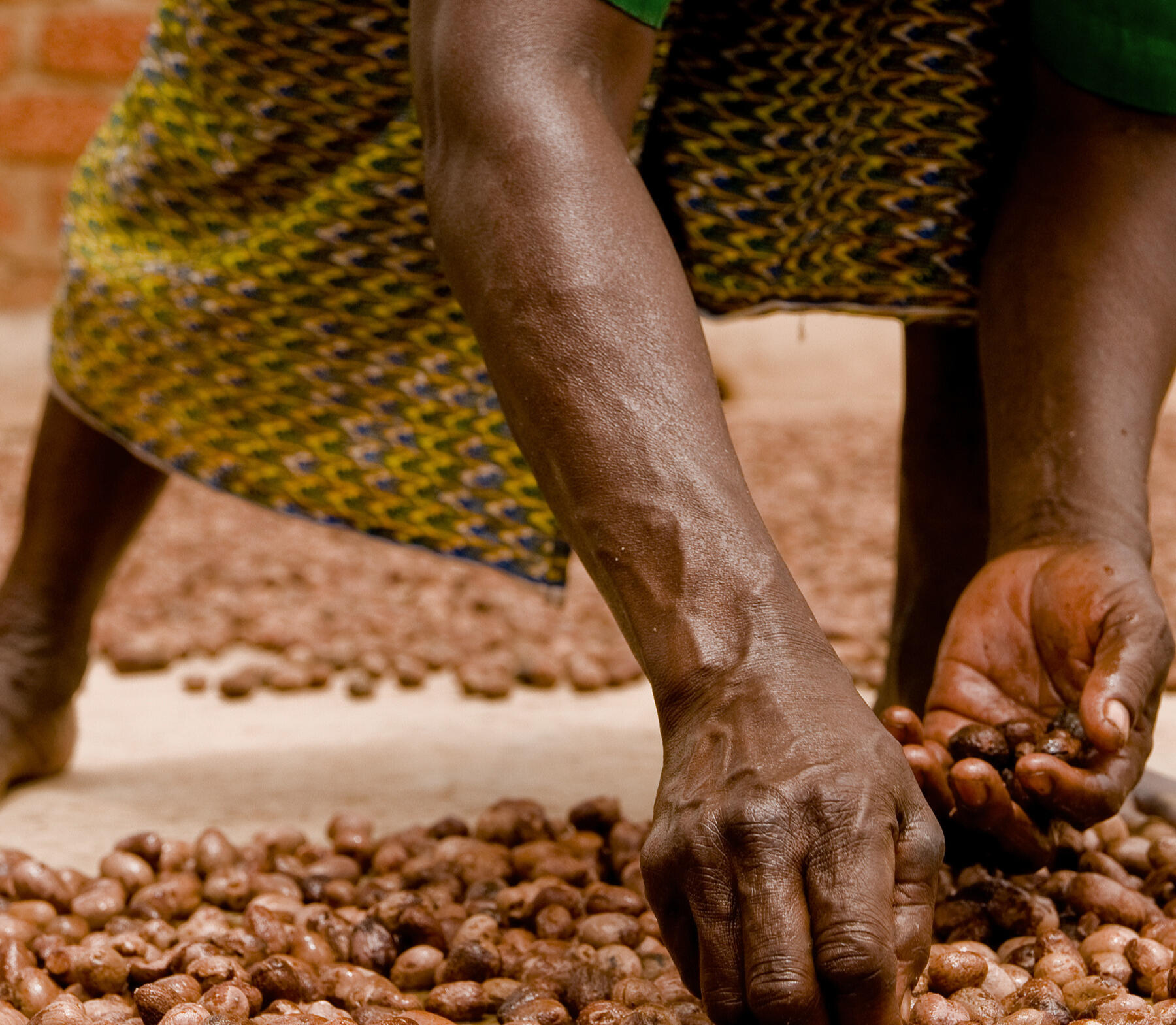 Hands and feet of woman picking up shea nuts